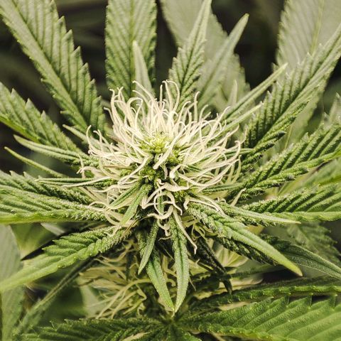 Granita growlog timeline photo