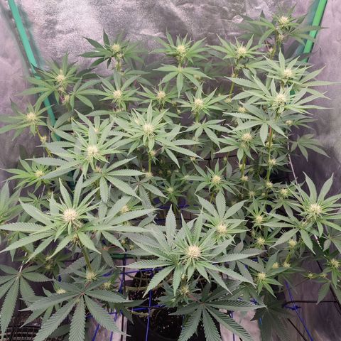 Granita growlog photo: Tag 69 / Blütetag 18
