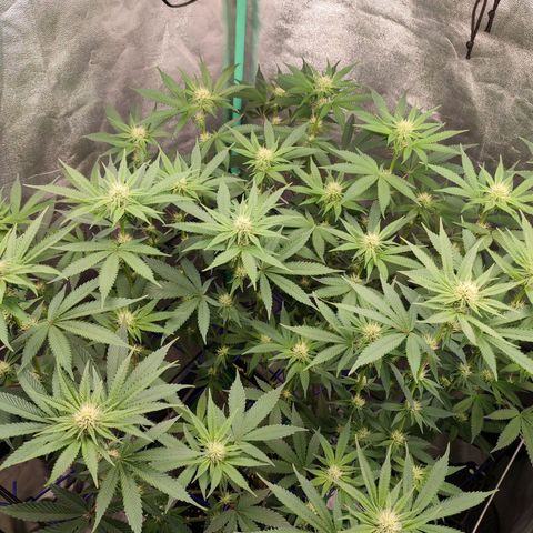 Granita growlog photo: Tag 70 / Blütetag 19