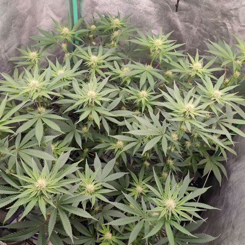 Granita growlog photo: Tag 71 / Blütetag 20