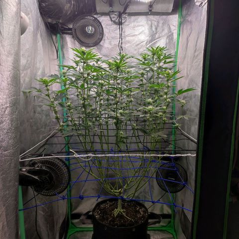 Granita growlog timeline photo