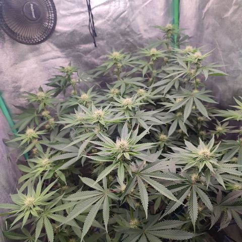 Granita growlog photo: Tag 72 / Blütetag 21