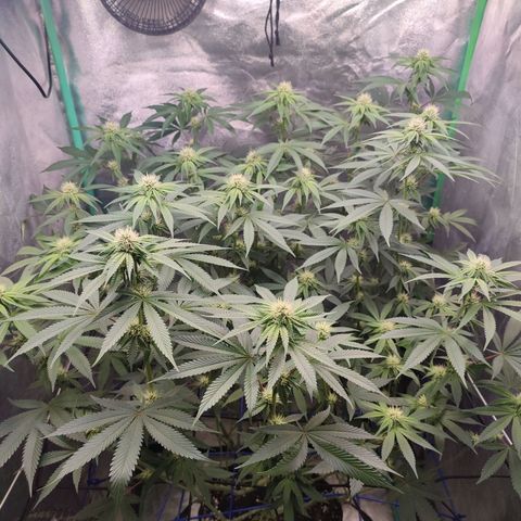 Granita growlog photo: Tag 73 / Blütetag 22