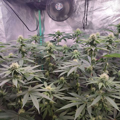 Granita growlog photo: Tag 74 / Blütetag 23