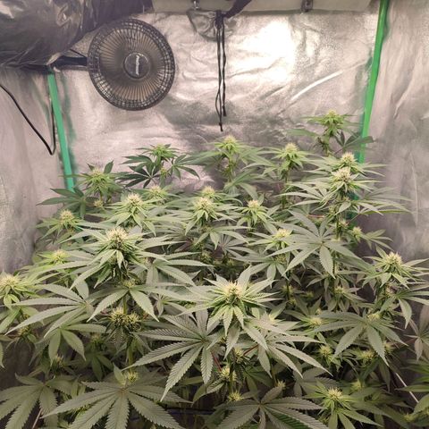 Granita growlog photo: Tag 74 / Blütetag 23