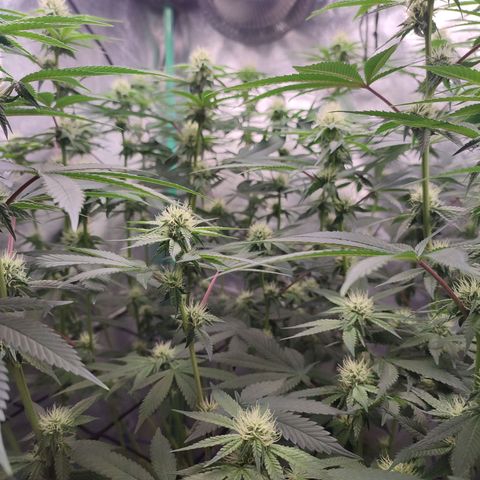 Granita growlog photo: Tag 74 / Blütetag 23