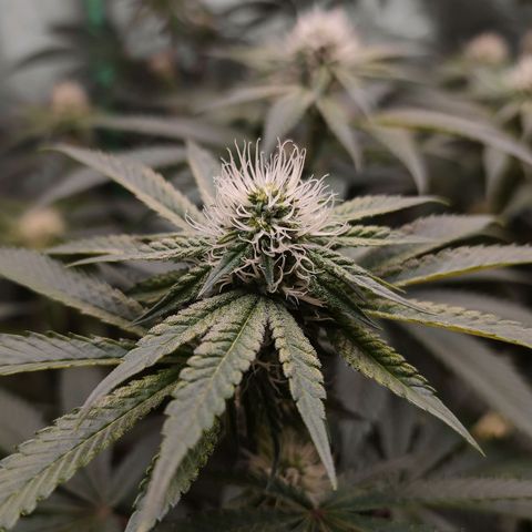 Granita growlog timeline photo
