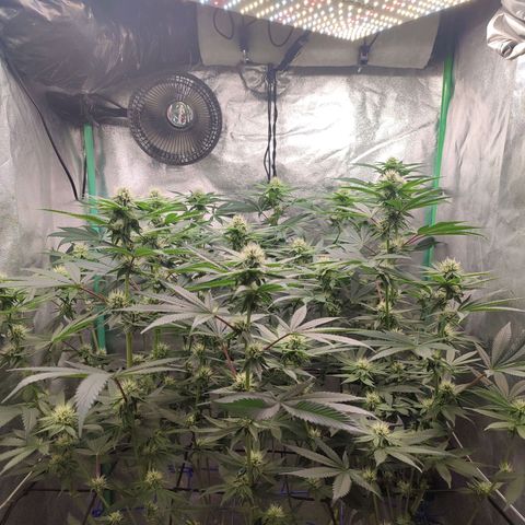 Granita growlog timeline photo