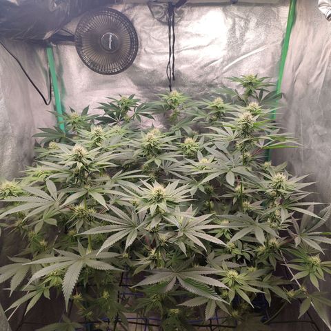 Granita growlog photo: Tag 75 / Blütetag 24