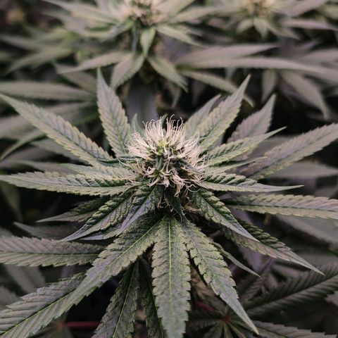Granita growlog timeline photo