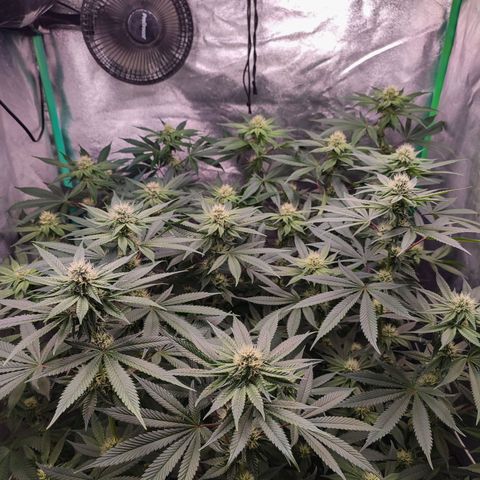 Granita growlog photo: Tag 76 / Blütetag 25