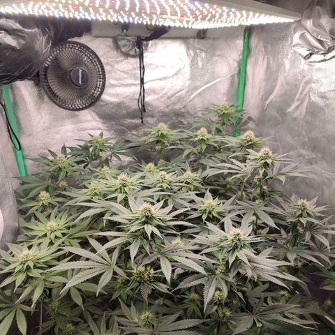 Granita growlog photo: Tag 77 / Blütetag 26
