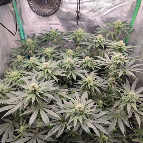 Granita growlog photo: Tag 78 / Blütetag 27