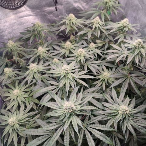 Granita growlog photo: Tag 79 / Blütetag 28
