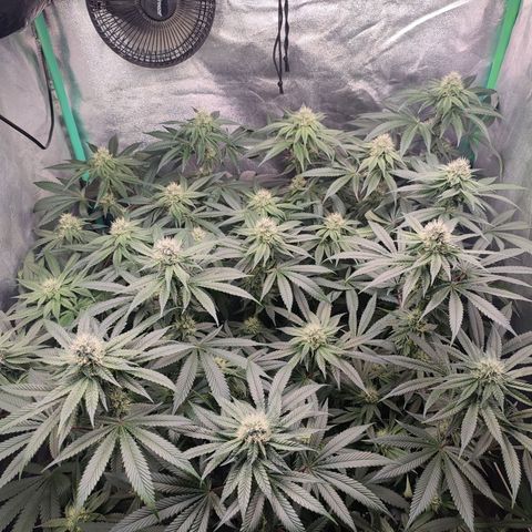 Granita growlog photo: Tag 80 / Blütetag 29