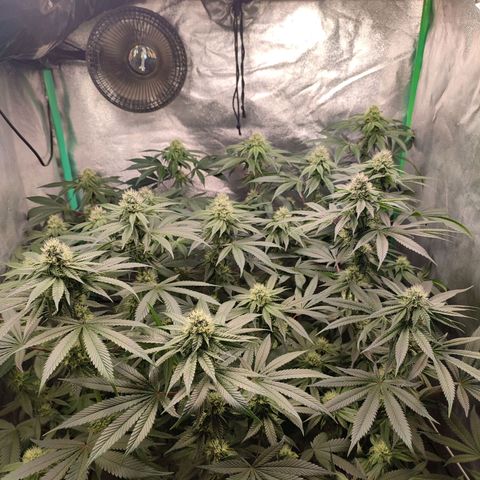 Granita growlog photo: Tag 81 / Blütetag 30
