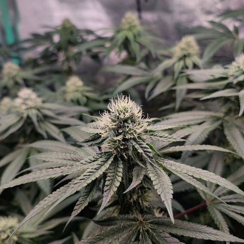 Granita growlog photo: Tag 81 / Blütetag 30