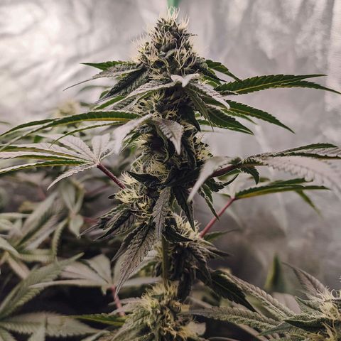 Foto de la cronología del growlog de Granita