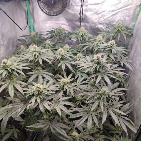Foto del growlog de Granita: Tag 82 / Blütetag 31