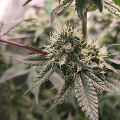 Foto de la cronología del growlog de Granita