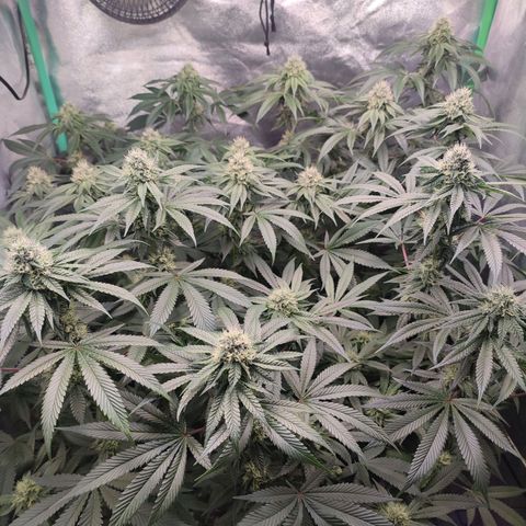 Foto del growlog de Granita: Tag 83 / Blütetag 32