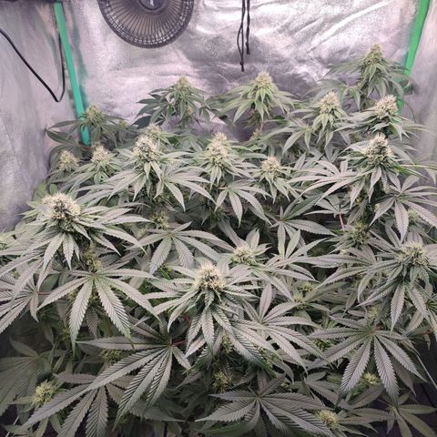 Foto del growlog de Granita: Tag 84 / Blütetag 33