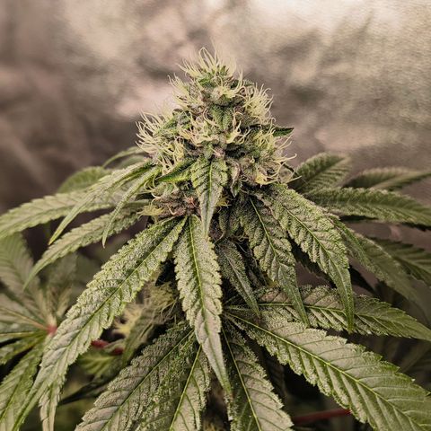 Foto de la cronología del growlog de Granita