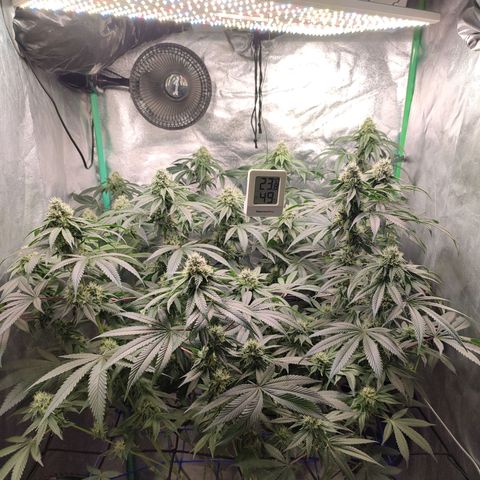 Foto del growlog de Granita: Tag 85 / Blütetag 34
