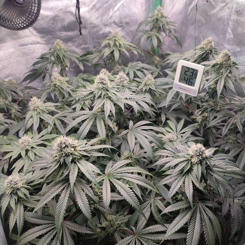 Foto del growlog de Granita: Tag 86 / Blütetag 35