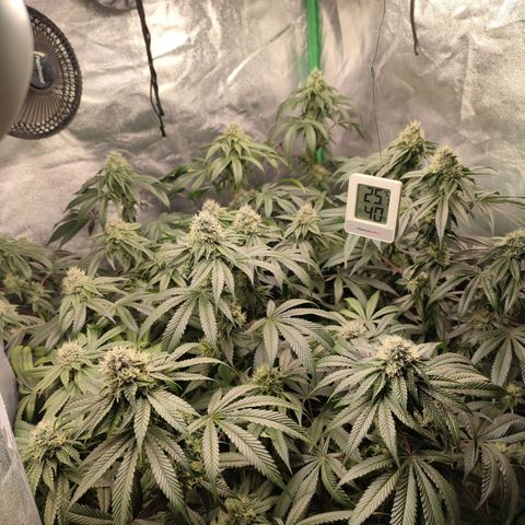 Foto del growlog de Granita: Tag 87 / Blütetag 36