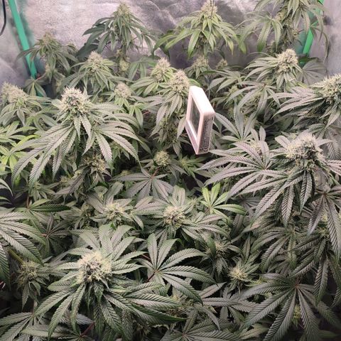 Foto del growlog de Granita: Tag 88 / Blütetag 37