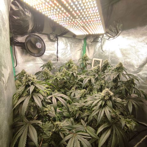 Foto de la cronología del growlog de Granita