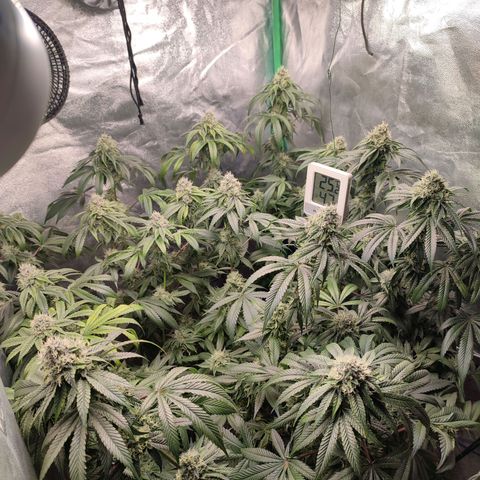 Foto del growlog de Granita: Tag 89 / Blütetag 38
