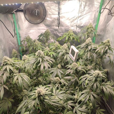 Foto del growlog de Granita: Tag 90 / Blütetag 39