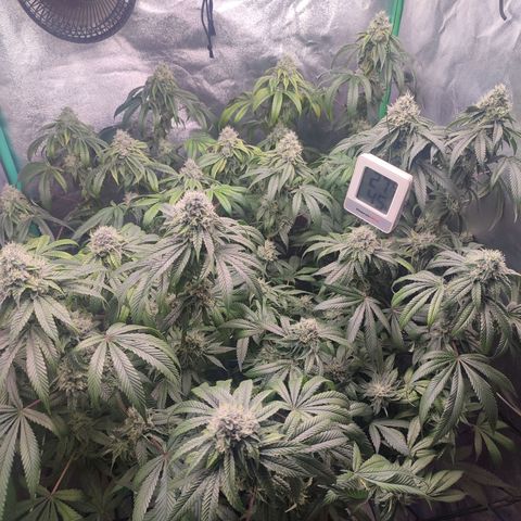 Foto del growlog de Granita: Tag 91 / Blütetag 40
