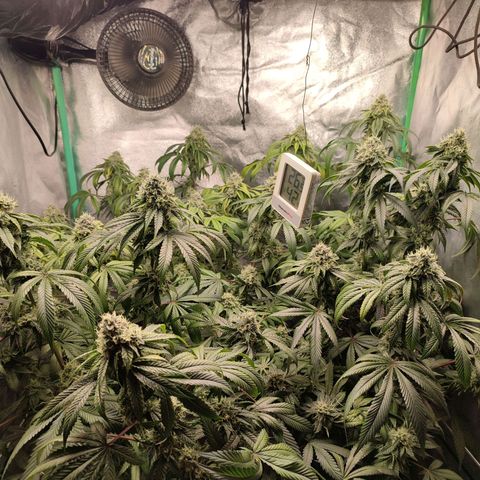 Foto del growlog de Granita: Tag 92 / Blütetag 41