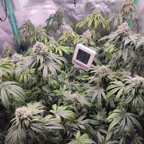 Granita growlog photo: Tag 93 / Blütetag 42