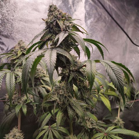 Granita growlog timeline photo