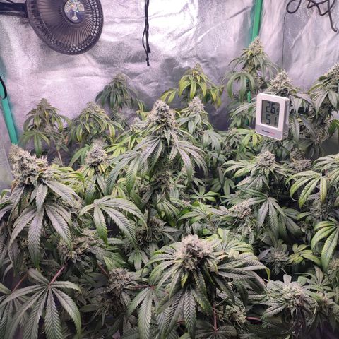 Granita growlog photo: Tag 94 / Blütetag 43