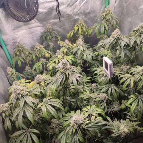 Granita growlog photo: Tag 95 / Blütetag 44