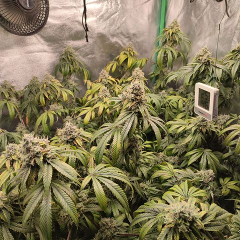 Granita growlog photo: Tag 96 / Blütetag 45
