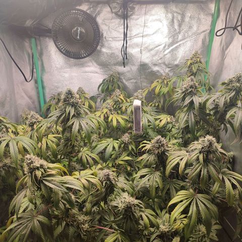 Granita growlog photo: Tag 97 / Blütetag 46