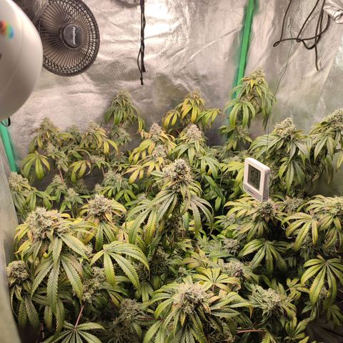 Granita growlog photo: Tag 98 / Blütetag 47