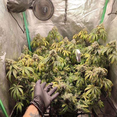 Granita growlog timeline photo