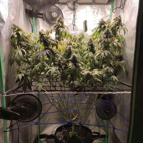 Granita growlog timeline photo