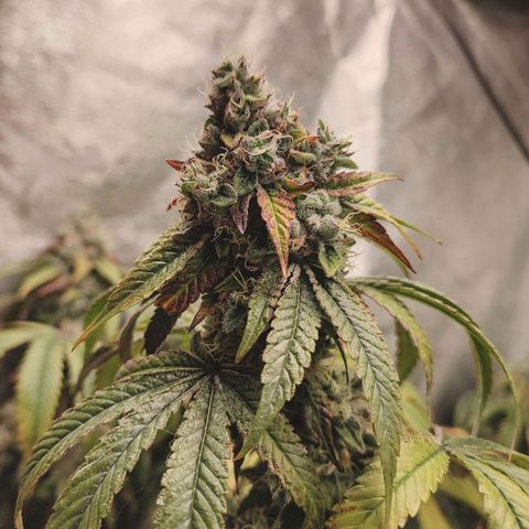Granita growlog timeline photo