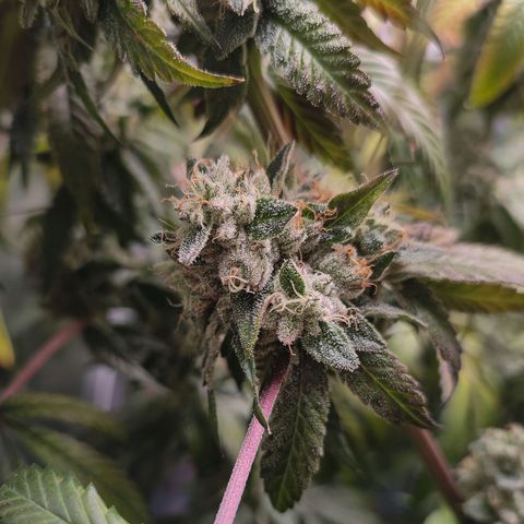Granita growlog timeline photo