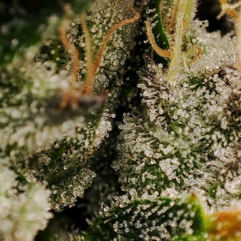 Granita growlog timeline photo