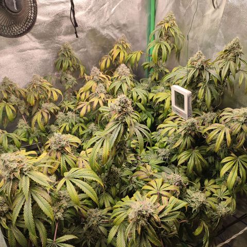 Granita growlog timeline photo
