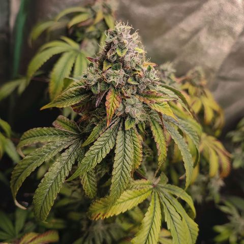 Granita growlog photo: Tag 99 / Blütetag 48